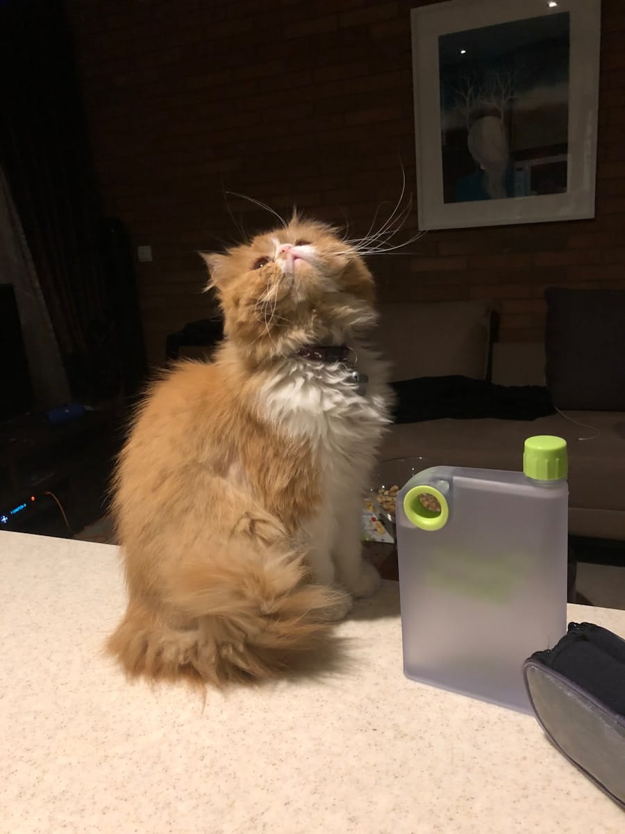 Photo "How do you play Exploding Kittens?"